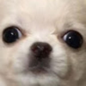 Meet your Posher, Yuri